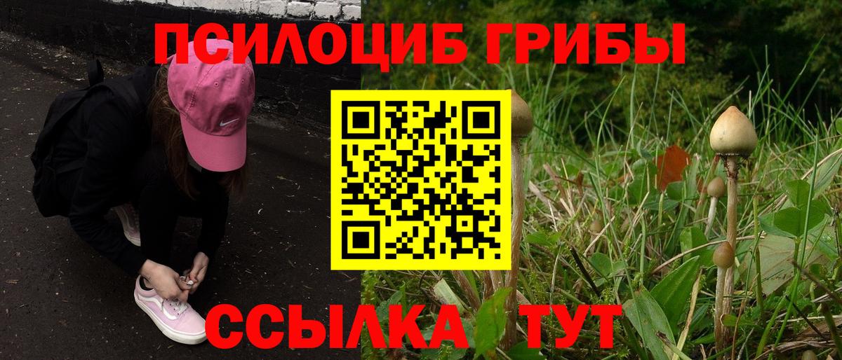 Курчатов  Псилоцибиновые грибы мицелий  Вход с VPN 